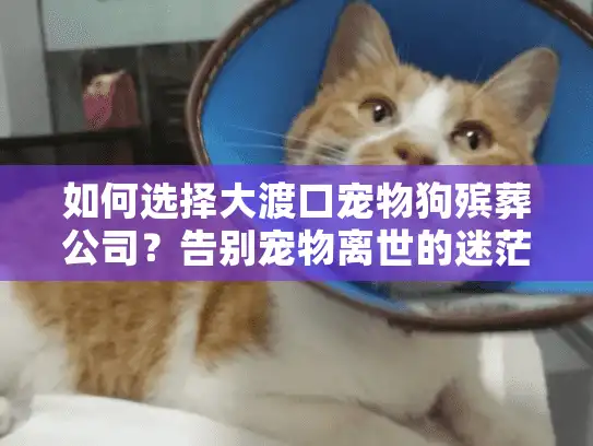 如何选择大渡口宠物狗殡葬公司？告别宠物离世的迷茫