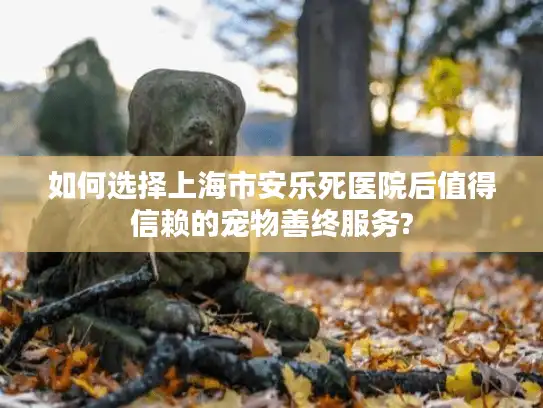 如何选择上海市安乐死医院后值得信赖的宠物善终服务?