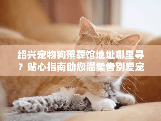绍兴宠物狗殡葬馆地址哪里寻？贴心指南助您温柔告别爱宠