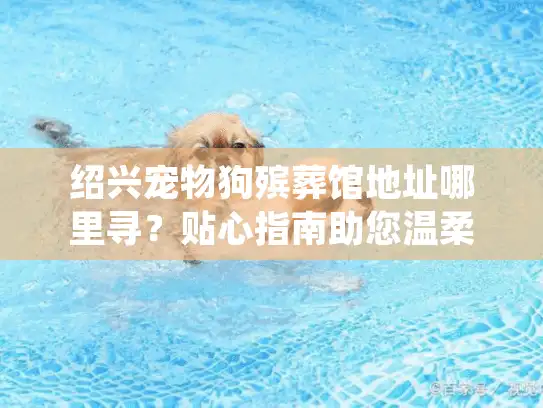 绍兴宠物狗殡葬馆地址哪里寻？贴心指南助您温柔告别爱宠