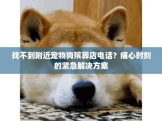 找不到附近宠物狗殡葬店电话？痛心时刻的紧急解决方案