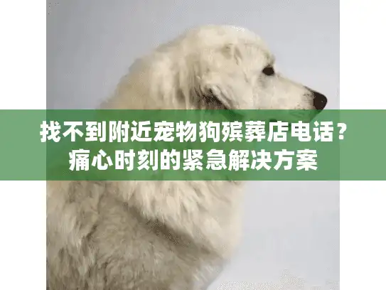 找不到附近宠物狗殡葬店电话？痛心时刻的紧急解决方案