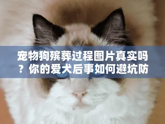 宠物狗殡葬过程图片真实吗？你的爱犬后事如何避坑防骗