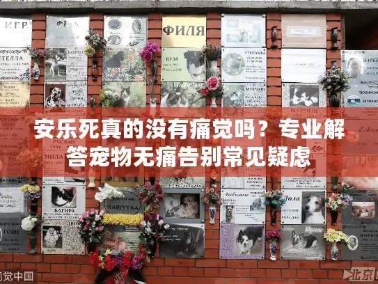 安乐死真的没有痛觉吗？专业解答宠物无痛告别常见疑虑