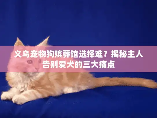 义乌宠物狗殡葬馆选择难？揭秘主人告别爱犬的三大痛点