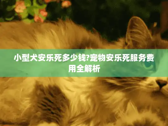小型犬安乐死多少钱?宠物安乐死服务费用全解析