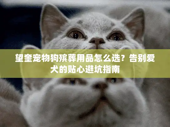 望奎宠物狗殡葬用品怎么选？告别爱犬的贴心避坑指南