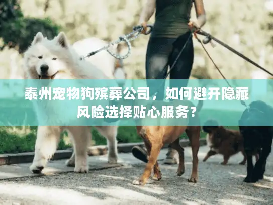 泰州宠物狗殡葬公司，如何避开隐藏风险选择贴心服务？