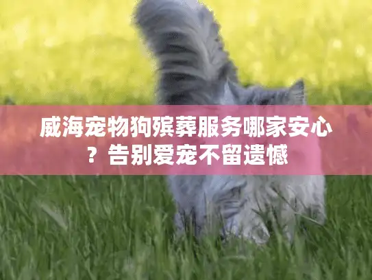 威海宠物狗殡葬服务哪家安心？告别爱宠不留遗憾