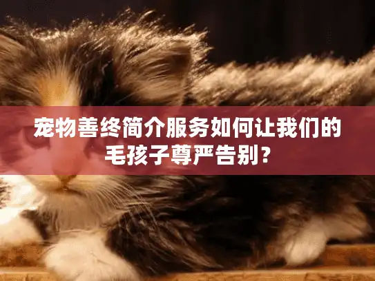 宠物善终简介服务如何让我们的毛孩子尊严告别？