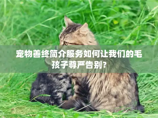 宠物善终简介服务如何让我们的毛孩子尊严告别？