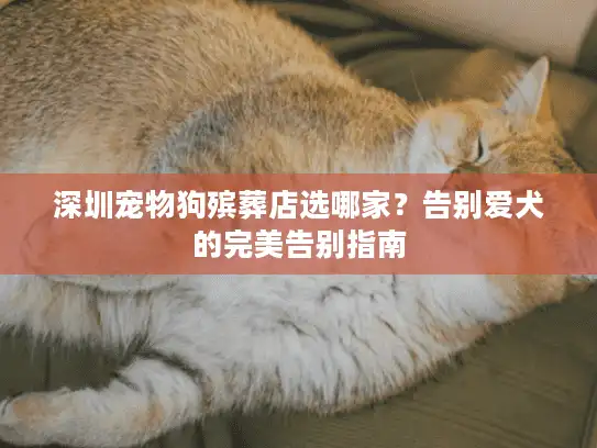 深圳宠物狗殡葬店选哪家？告别爱犬的完美告别指南