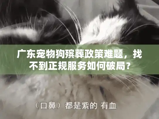 广东宠物狗殡葬政策难题，找不到正规服务如何破局？