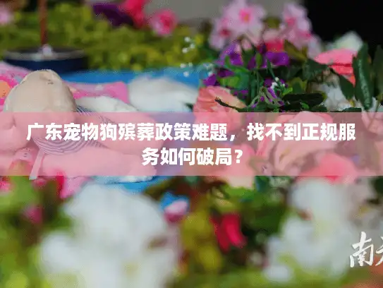 广东宠物狗殡葬政策难题，找不到正规服务如何破局？