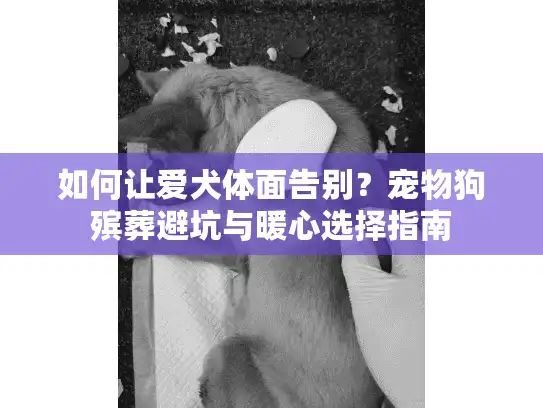 如何让爱犬体面告别？宠物狗殡葬避坑与暖心选择指南