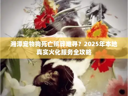 湘潭宠物狗死亡殡葬难寻？2025年本地真实火化服务全攻略