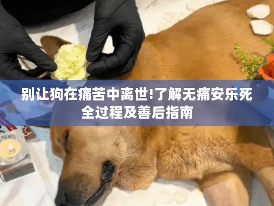 别让狗在痛苦中离世!了解无痛安乐死全过程及善后指南