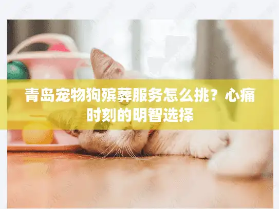 青岛宠物狗殡葬服务怎么挑？心痛时刻的明智选择