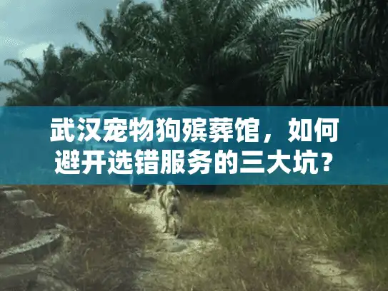 武汉宠物狗殡葬馆，如何避开选错服务的三大坑？