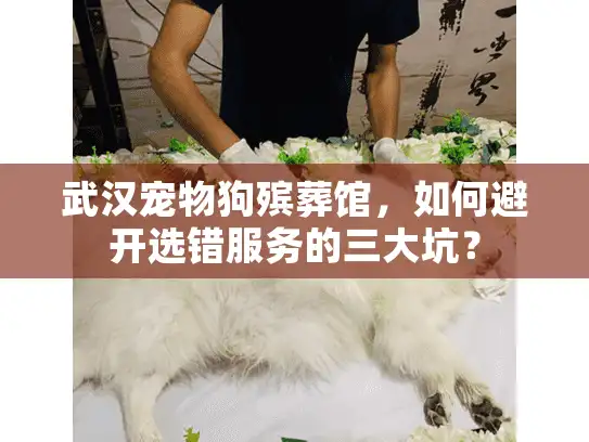 武汉宠物狗殡葬馆，如何避开选错服务的三大坑？
