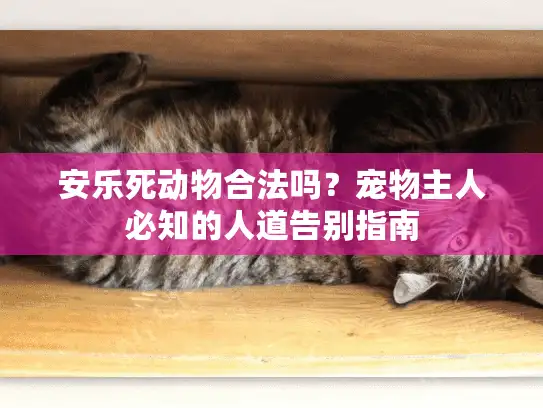 安乐死动物合法吗？宠物主人必知的人道告别指南