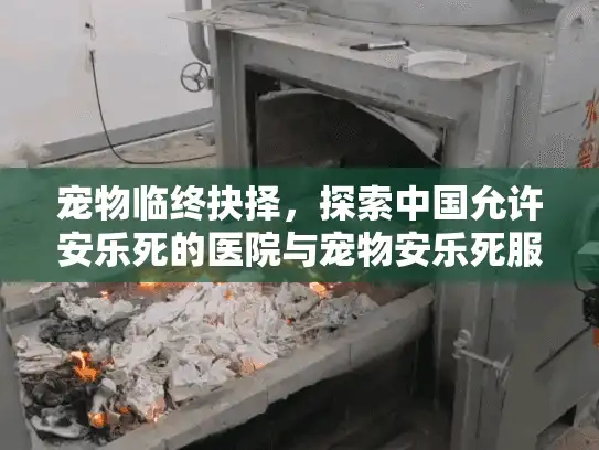 宠物临终抉择，探索中国允许安乐死的医院与宠物安乐死服务