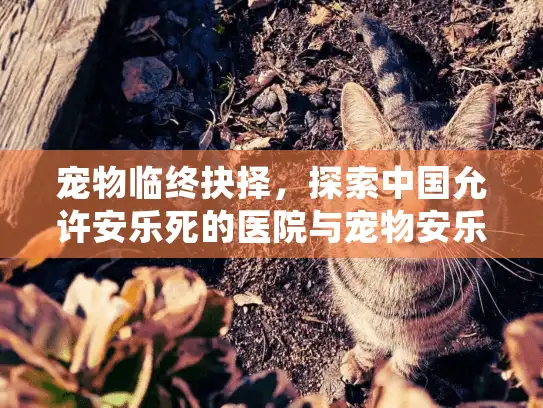 宠物临终抉择，探索中国允许安乐死的医院与宠物安乐死服务
