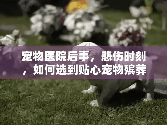 宠物医院后事，悲伤时刻，如何选到贴心宠物殡葬服务避免遗憾？