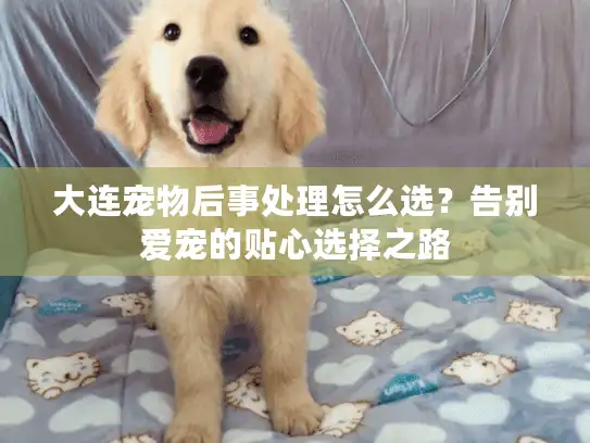 大连宠物后事处理怎么选？告别爱宠的贴心选择之路