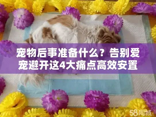 宠物后事准备什么？告别爱宠避开这4大痛点高效安置
