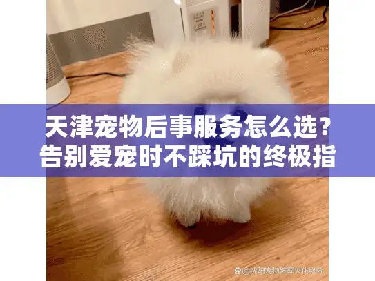 天津宠物后事服务怎么选？告别爱宠时不踩坑的终极指南