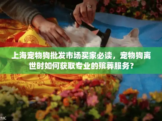 上海宠物狗批发市场买家必读，宠物狗离世时如何获取专业的殡葬服务？