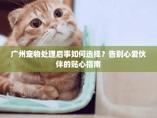 广州宠物处理后事如何选择？告别心爱伙伴的贴心指南