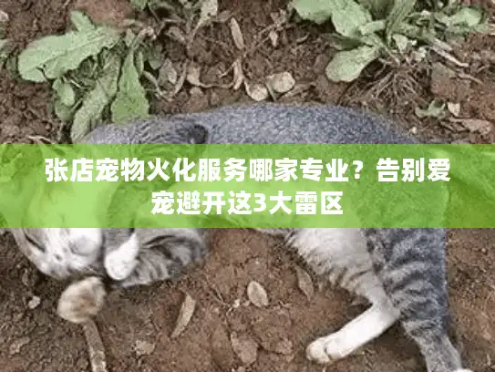 张店宠物火化服务哪家专业？告别爱宠避开这3大雷区