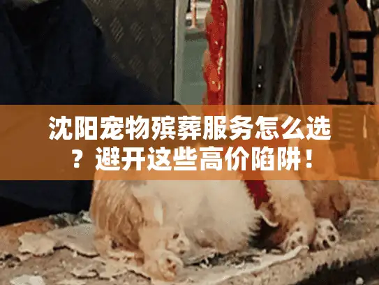 沈阳宠物殡葬服务怎么选？避开这些高价陷阱！