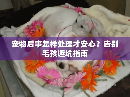 宠物后事怎样处理才安心？告别毛孩避坑指南