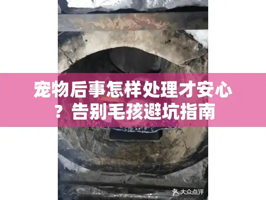 宠物后事怎样处理才安心？告别毛孩避坑指南