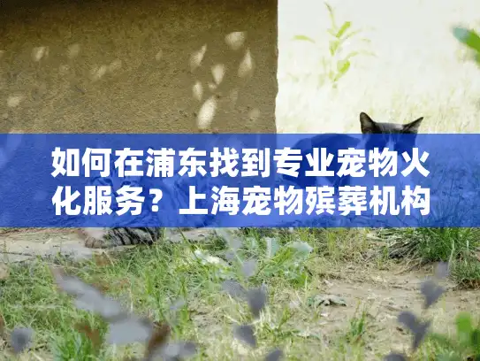 如何在浦东找到专业宠物火化服务？上海宠物殡葬机构选择指南