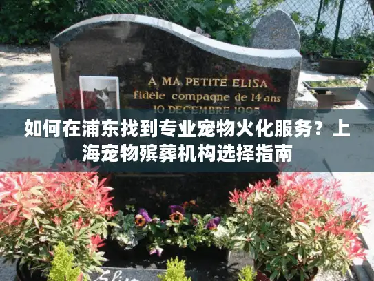 如何在浦东找到专业宠物火化服务？上海宠物殡葬机构选择指南