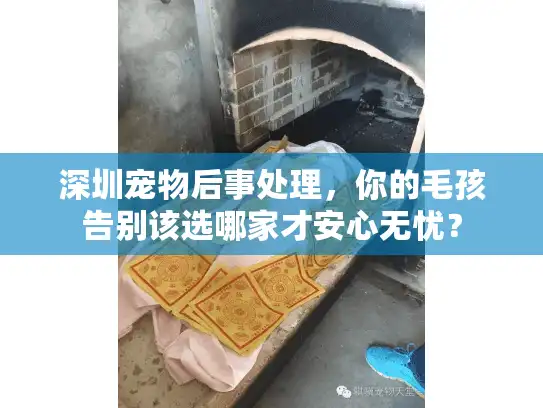 深圳宠物后事处理，你的毛孩告别该选哪家才安心无忧？