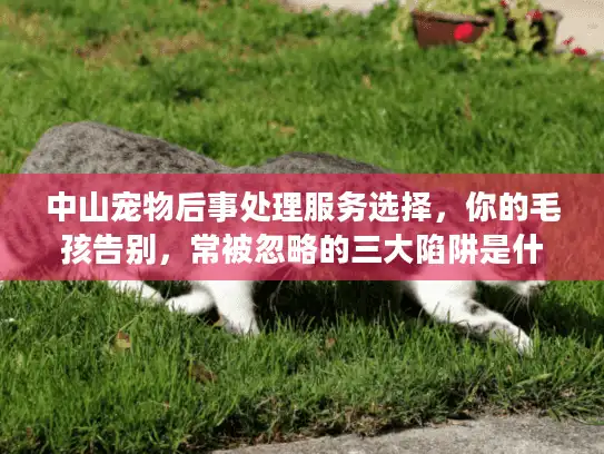 中山宠物后事处理服务选择，你的毛孩告别，常被忽略的三大陷阱是什么？