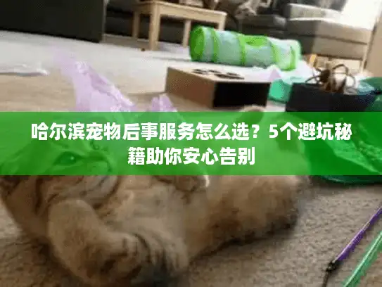 哈尔滨宠物后事服务怎么选？5个避坑秘籍助你安心告别