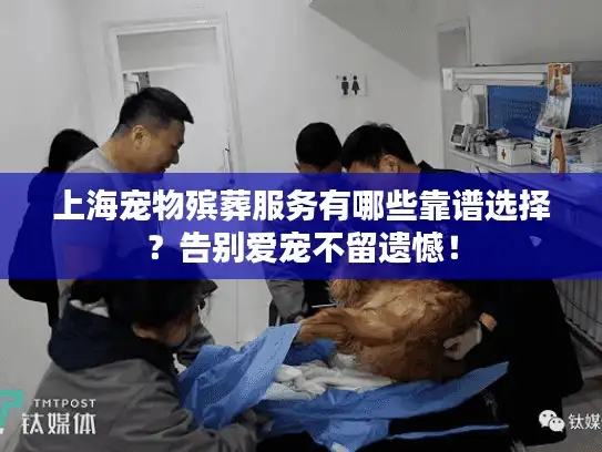 上海宠物殡葬服务有哪些靠谱选择？告别爱宠不留遗憾！