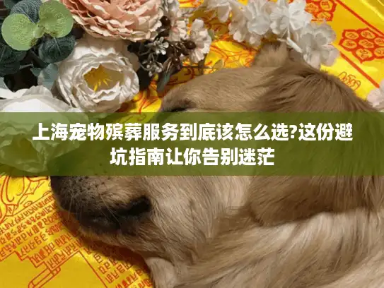 上海宠物殡葬服务到底该怎么选?这份避坑指南让你告别迷茫