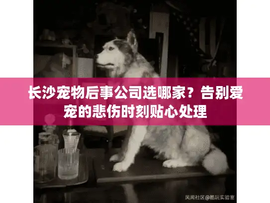 长沙宠物后事公司选哪家？告别爱宠的悲伤时刻贴心处理