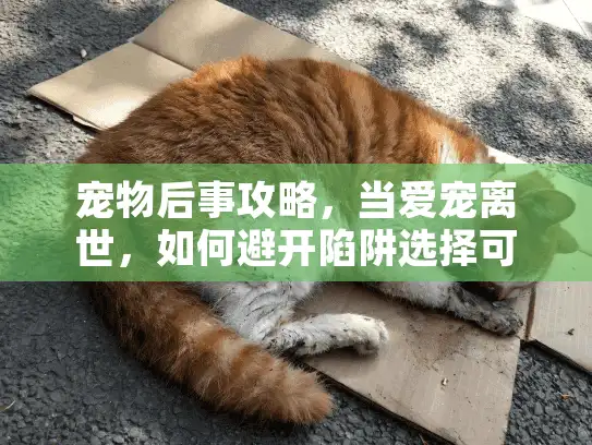 宠物后事攻略，当爱宠离世，如何避开陷阱选择可靠殡葬服务？