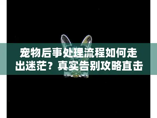 宠物后事处理流程如何走出迷茫？真实告别攻略直击痛点