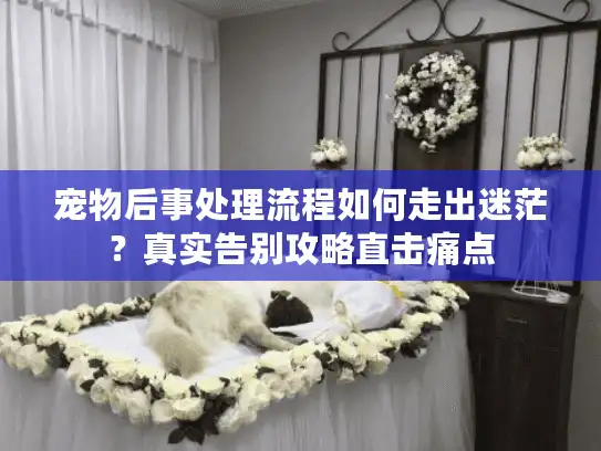 宠物后事处理流程如何走出迷茫？真实告别攻略直击痛点
