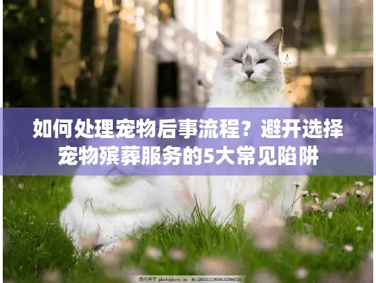 如何处理宠物后事流程？避开选择宠物殡葬服务的5大常见陷阱
