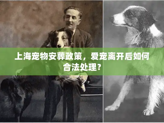 上海宠物安葬政策，爱宠离开后如何合法处理？